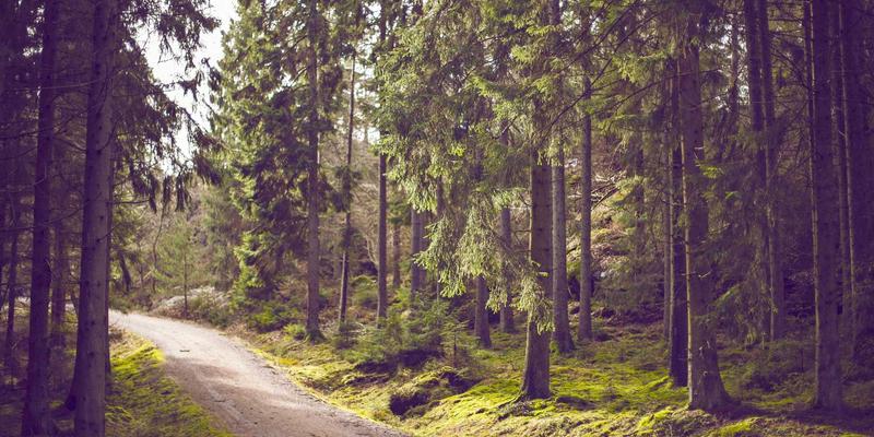 从创伤到疗愈：艺术治疗如何为PTSD康复搭建心灵画廊