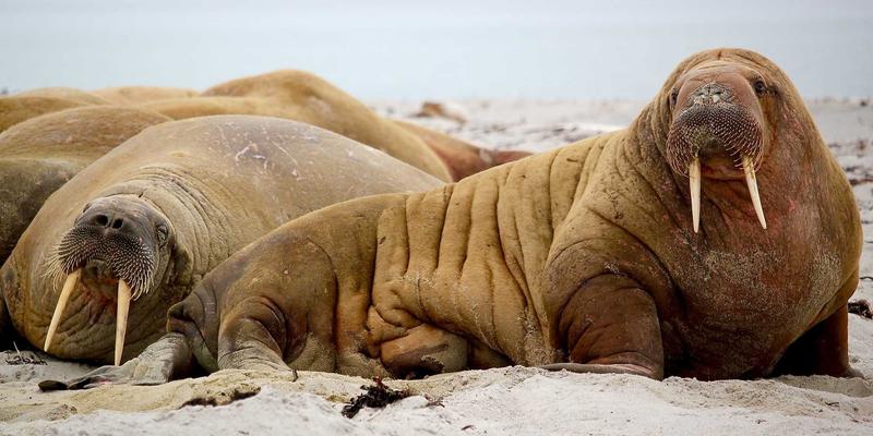 艺术疗愈在高压社会中的应用：从曼陀罗绘画到表达性艺术治疗